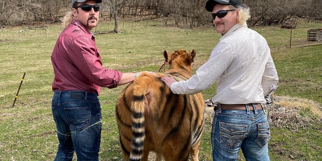 The cow was reportedly painted using paint used for livestock marking and is generally considered to be animal-safe.