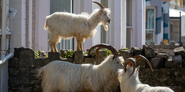 Goats have been spotted eating from bushes and trees in the town. (Pete Byrne/PA via AP)