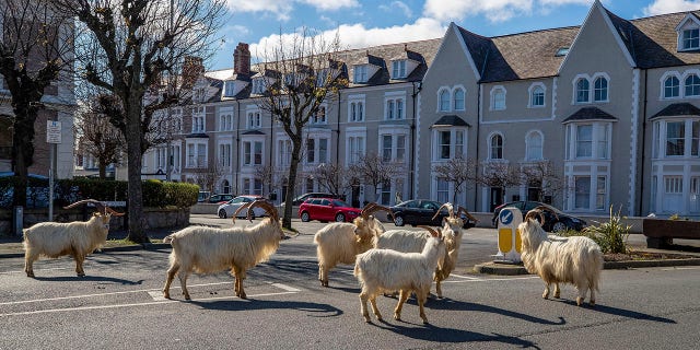 A herd of goats walk the quiet streets in Llandudno, north Wales, Tuesday as residents quarantine indoors amid the coronavirus pandemic. (Pete Byrne/PA via AP)