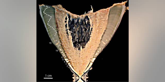 A whale shark vertebra from Pakistan, in cross section, showing 50 growth bands (Credit: Paul Fanning, Pakistan node of the UN Food and Agricultural Organisation)