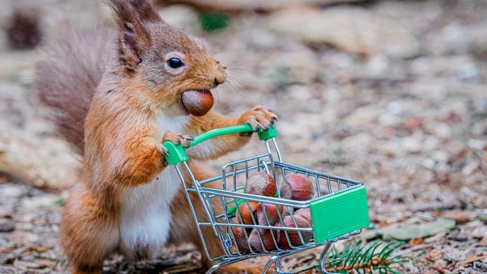 Amusing pictures show squirrel 'stockpiling' nuts, 'panic-buying' toilet  paper | Fox News