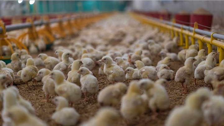 How coronavirus impacts the meat industry