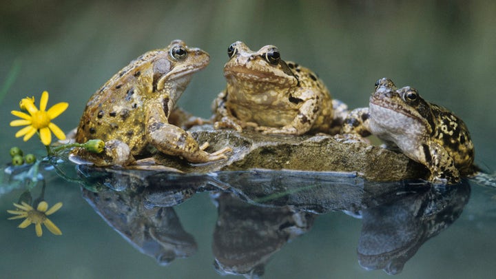 Fox News Flash top headlines for April 25