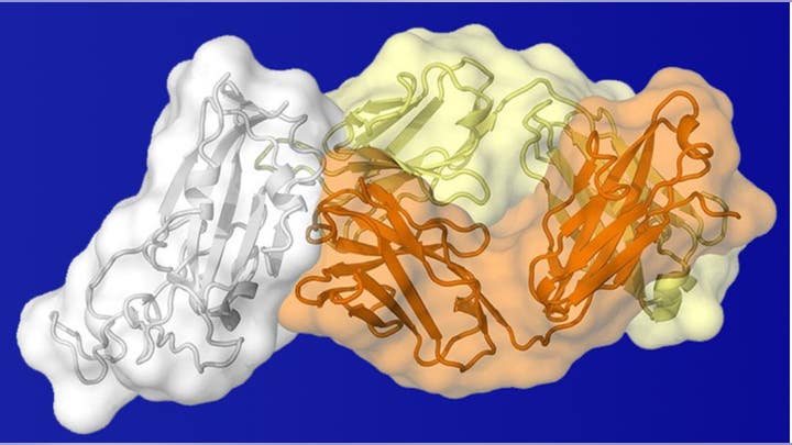 How long is a recovered COVID-19 patient contagious after symptoms are gone?