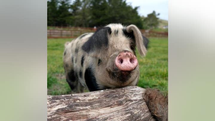 Pigs and a playlist? Farmer finds his pigs are happier when they hear music Pigs and a playlist? Farmer finds his pigs are happier when they hear music