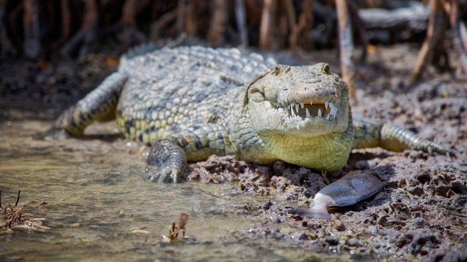 Crocodiles flood Mexican beach closed to tourists because of ...