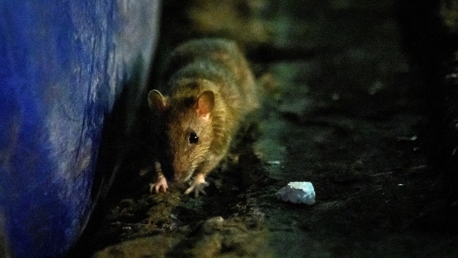 CDC warns of starving, aggressive rats amid COVID19 garbage shortage