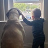 My son Haydin and Yellow Labrador Hunter wishing they can play outside in Oceanside, CA.