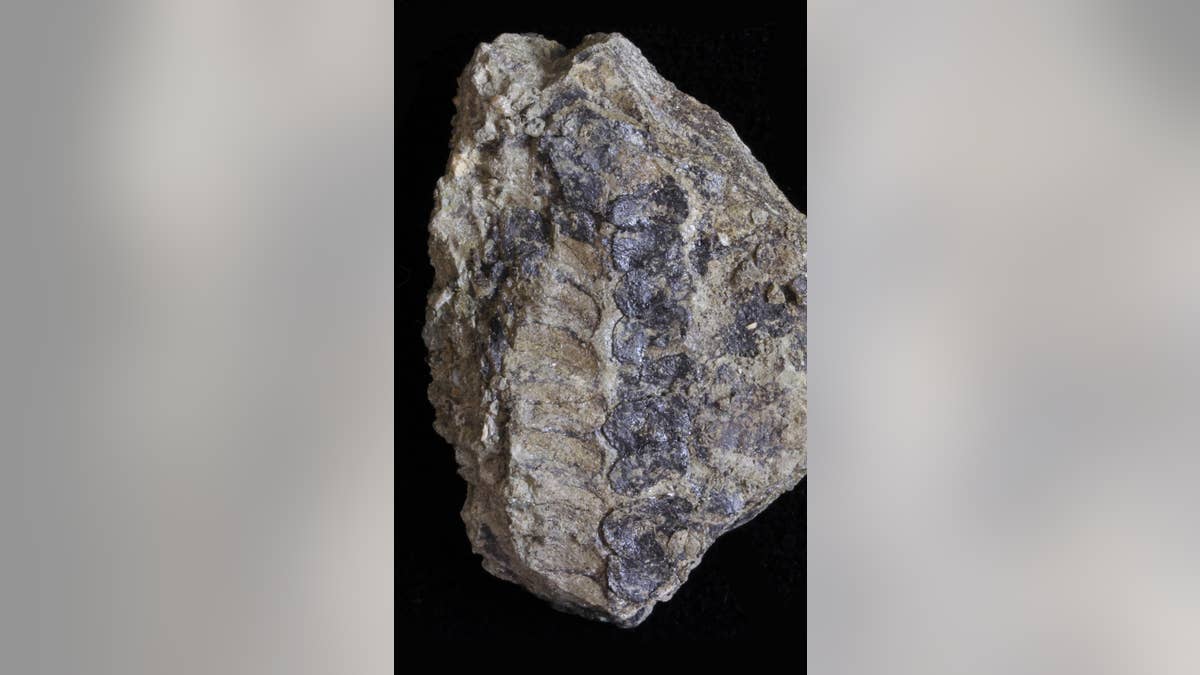 In this image of one of the new ancient species' reproductive structures, elliptical impressions of sporangia can be seen in one row, while on the right, another row displays preserved carbonized spore masses. CREDIT Andrew Leslie