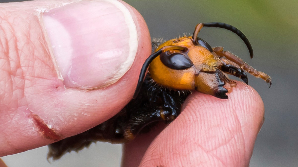 northern giant hornet in hand