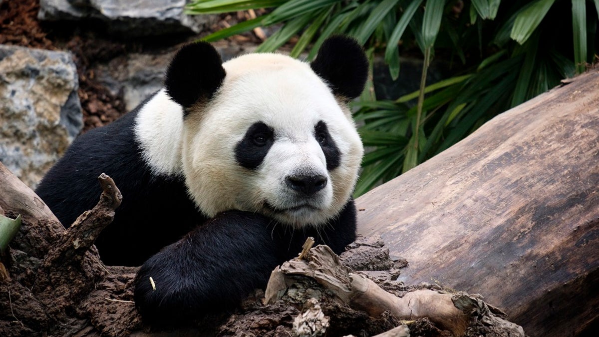 This 2018 file photo shows Da Mao, an adult male panda bear, looking on as media photograph him at the Calgary Zoo during the opening of its giant panda habitat, Panda Passage, in Calgary, Alberta, Canada. The zoo has decided to send two adult giant pandas back to China because the coronavirus epidemic has disrupted essential deliveries of fresh bamboo. (Jeff McIntosh/The Canadian Press via AP)