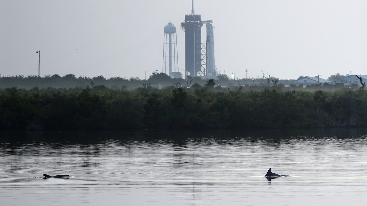 Dolphins swim in a lagoon near Launch Complex 39A at sunrise at Kennedy Space Center in Florida on May 30, 2020.