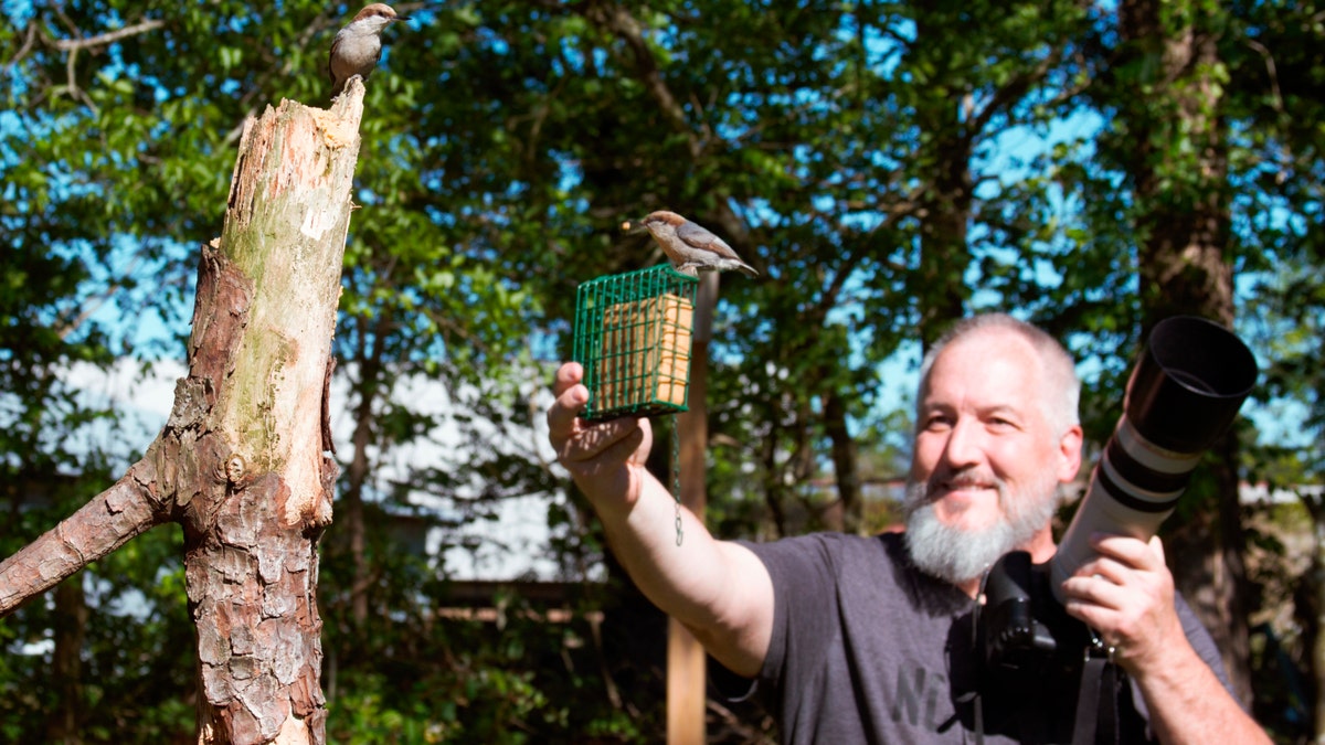 In this April 27 photo, amateur bird watcher Michael Kopack Jr. holds his camera in the background while two nuthatches land nearby in Angier, N.C.