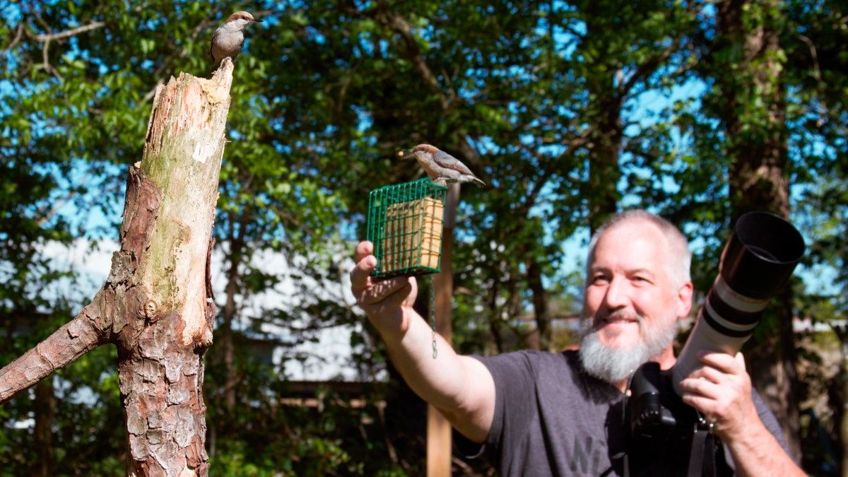 In this April 27 photo, amateur bird watcher Michael Kopack Jr. holds his camera in the background while two nuthatches land nearby in Angier, N.C.