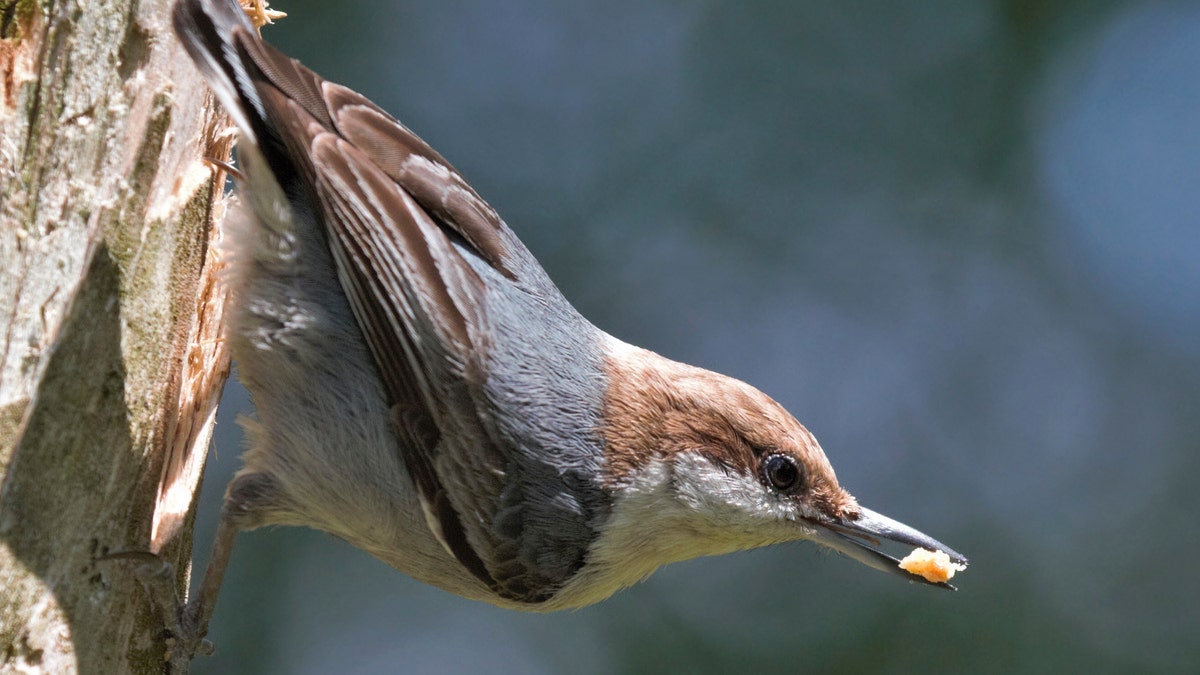 A brown-headed nuthatch bird in North Carolina. An interest in birdwatching has soared nationwide as bored Americans look up from their Zoom meetings or the unemployment website and notice a fascinating world just outside their window. 