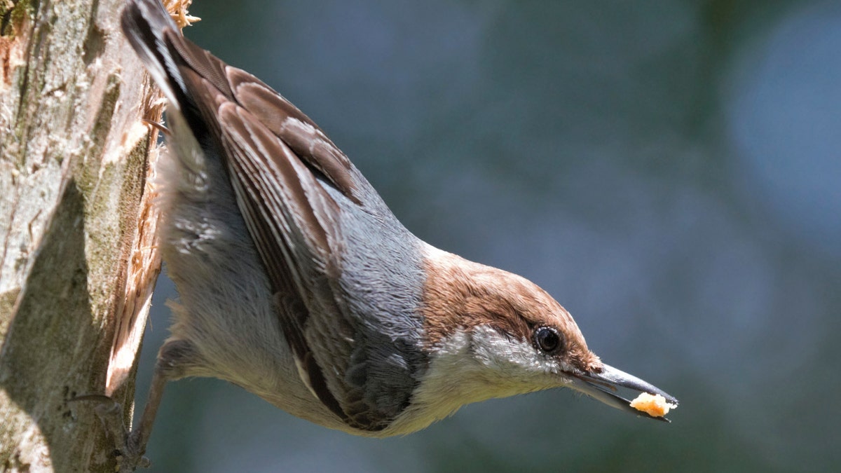 A brown-headed nuthatch bird in North Carolina. An interest in birdwatching has soared nationwide as bored Americans look up from their Zoom meetings or the unemployment website and notice a fascinating world just outside their window.