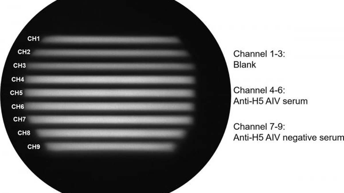 An image obtained by the device - samples show different degrees of polarization of light depending on the presence, absence, or the amount of anti-H5 avian influenza virus antibodies.