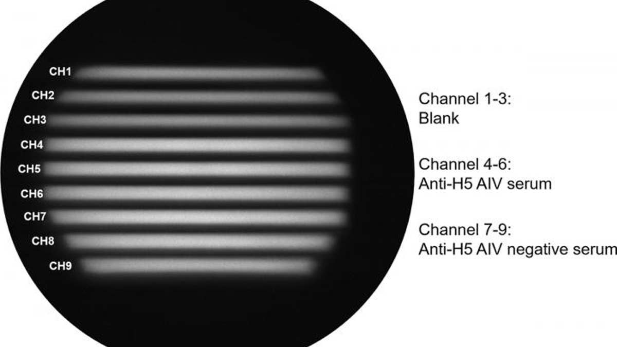 An image obtained by the device - samples show different degrees of polarization of light depending on the presence, absence, or the amount of anti-H5 avian influenza virus antibodies.