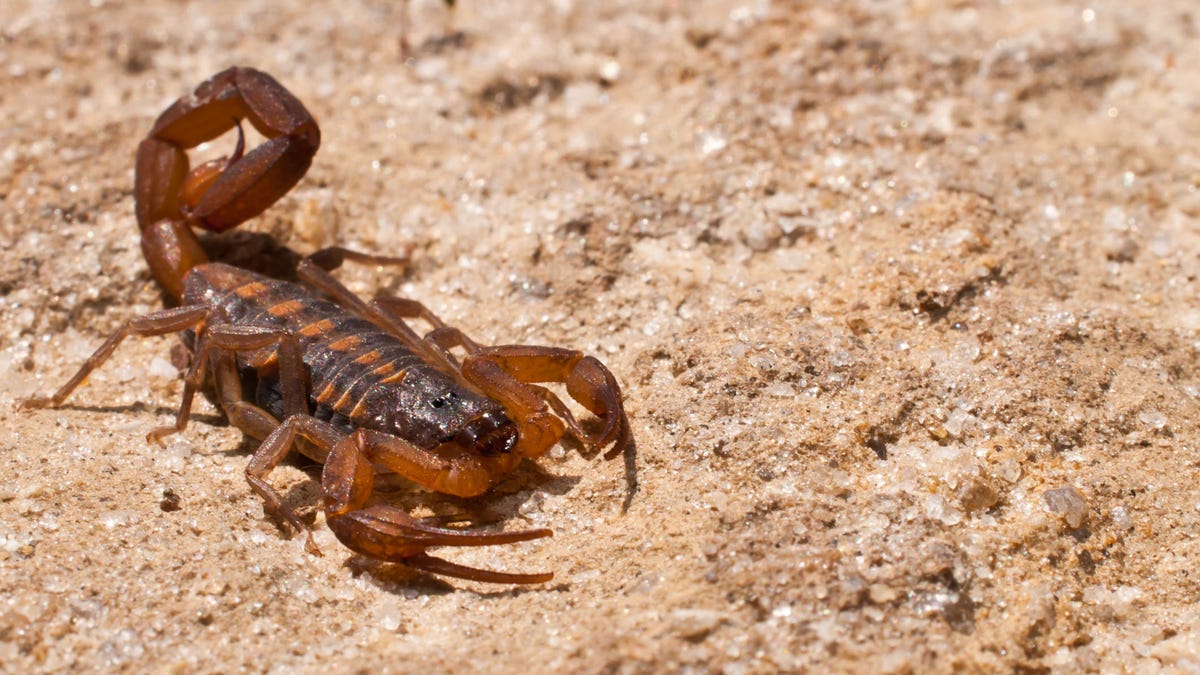 Striped Bark Scorpion