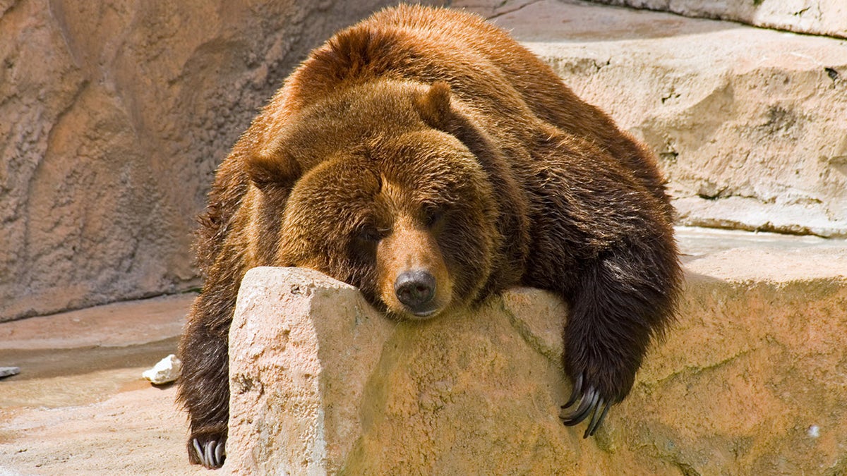Grizzly bear relaxing on a rock on a hot summer day at the zoo