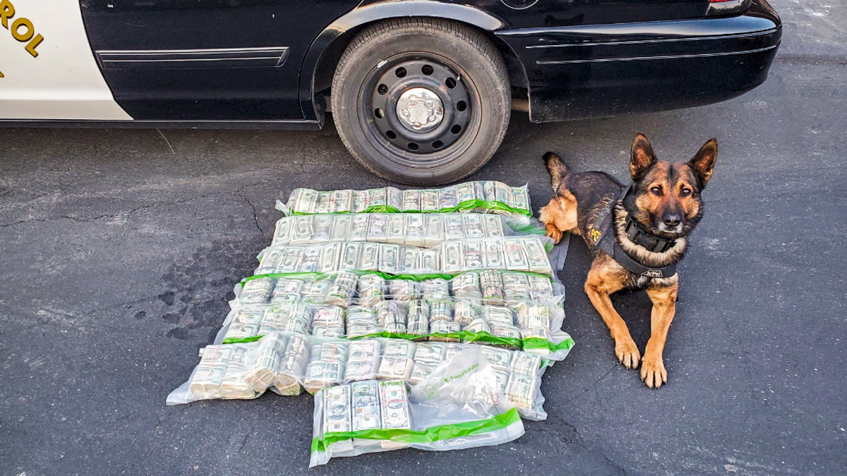 The CHP officer was traveling with his K-9 partner "Beny," who noticed the smell of narcotics on the cash, CHP said.