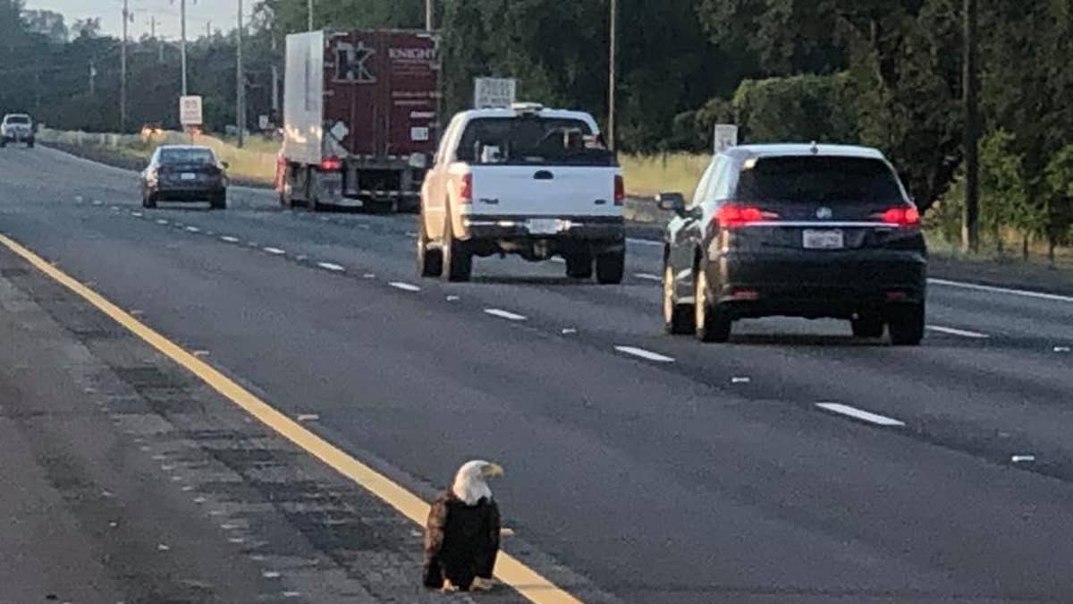 The injured bald eagle was found on the I-5 near Knighton. (COURTESY: CHP - REDDING)