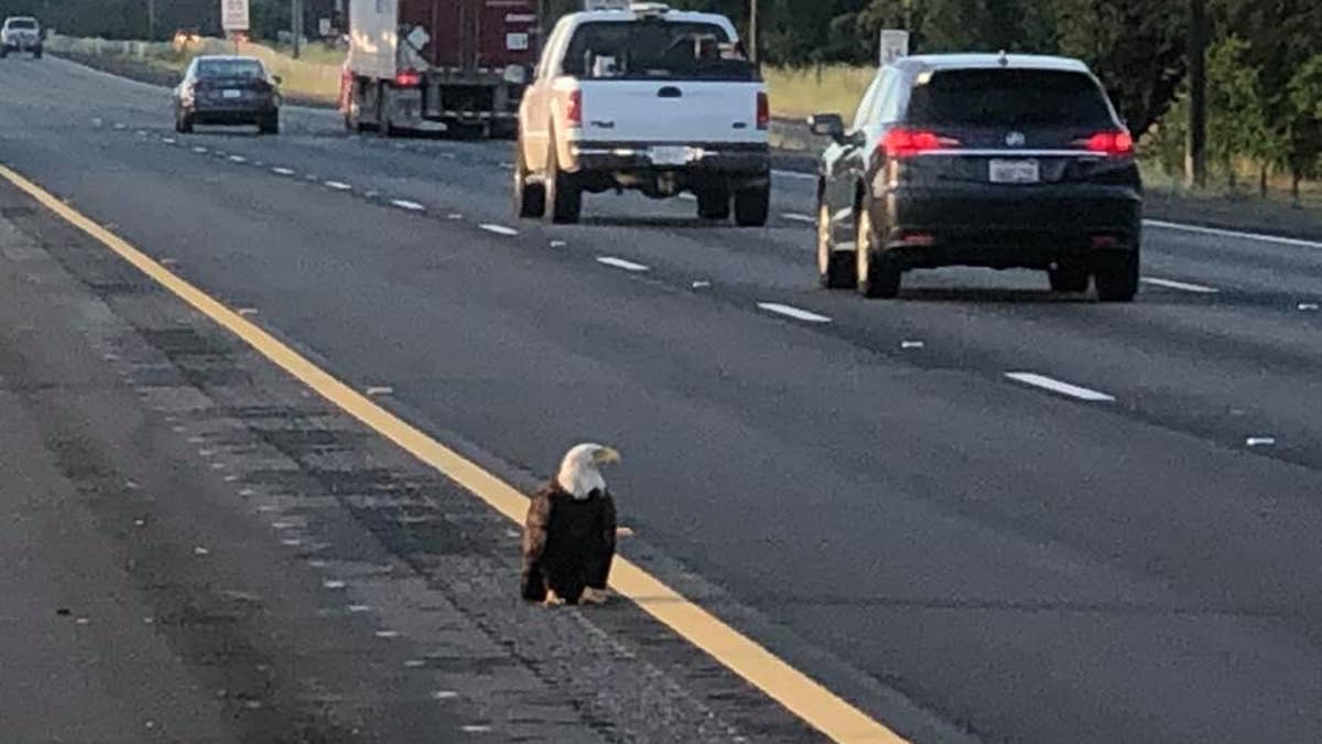 The injured bald eagle was found on the I-5 near Knighton. (COURTESY: CHP - REDDING)
