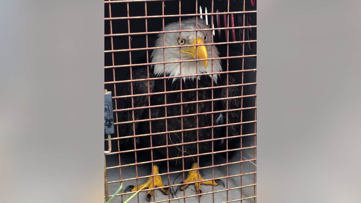 California Highway Patrol, Shasta County animal control and Department of Fish & Wildlife (DFW) officials caged the eagle. (COURTESY: CHP - REDDING)