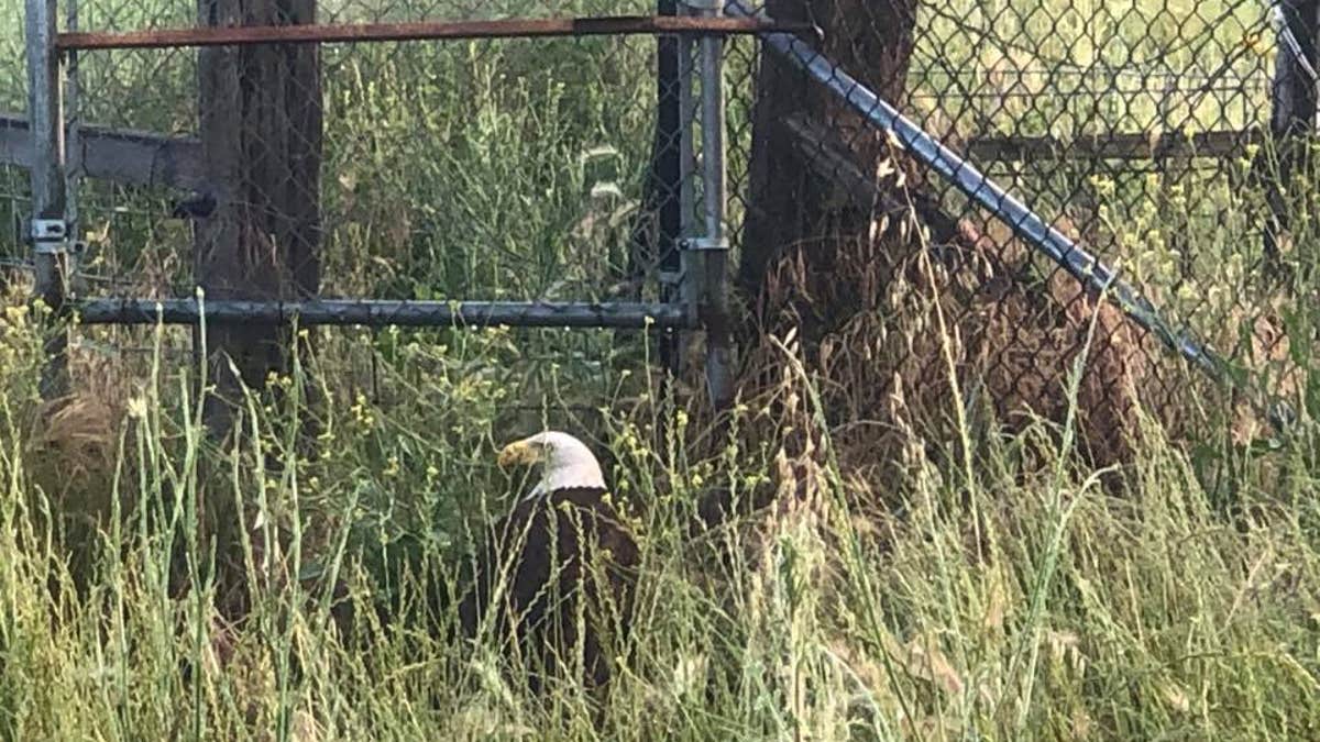 California Highway Patrol officers were able to get the eagle off the interstate. (COURTESY: CHP - REDDING)