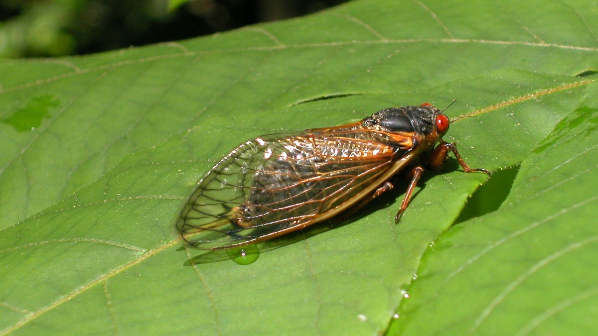 A newly emerged adult cicada from brood X suns itself on a leaf May 16, 2004 in Reston, Va.