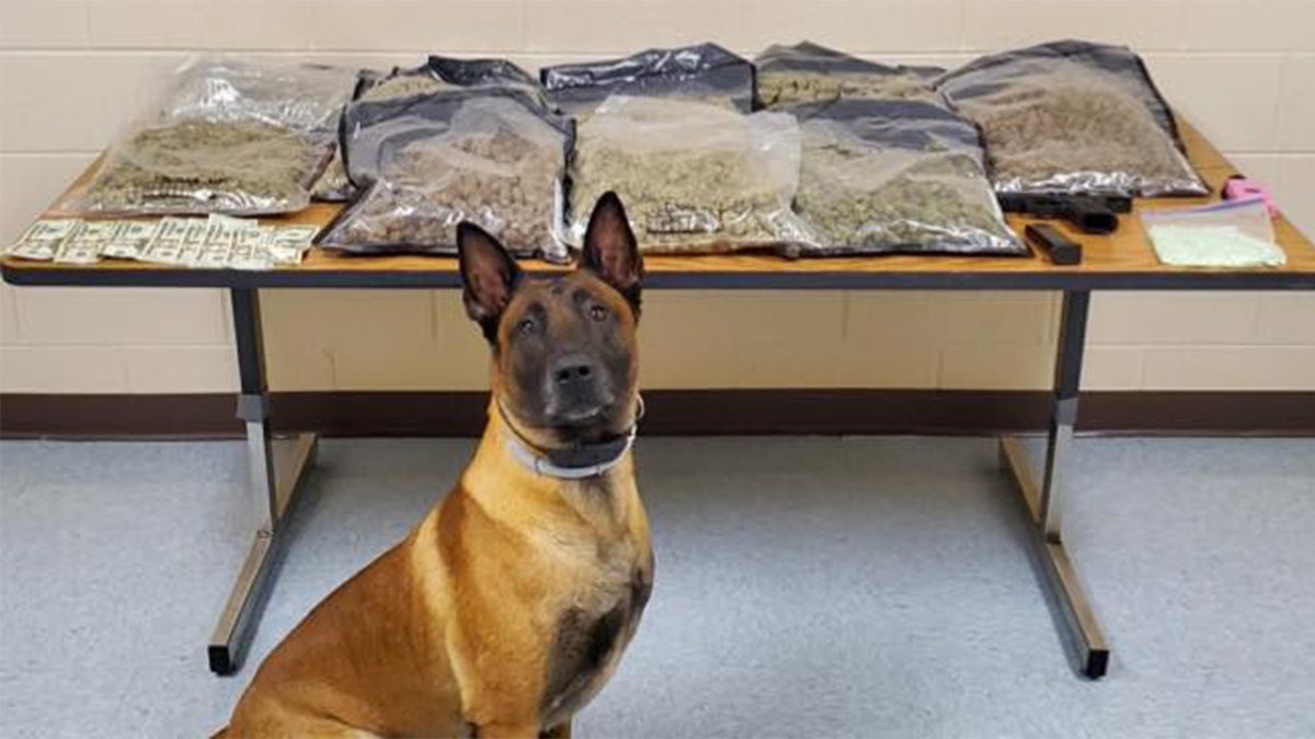 A traffic stop led to large the seizure of 15 pounds of marijuana and the arrest of a Fort Campbell soldier. K-9 Harry participated in the bust..