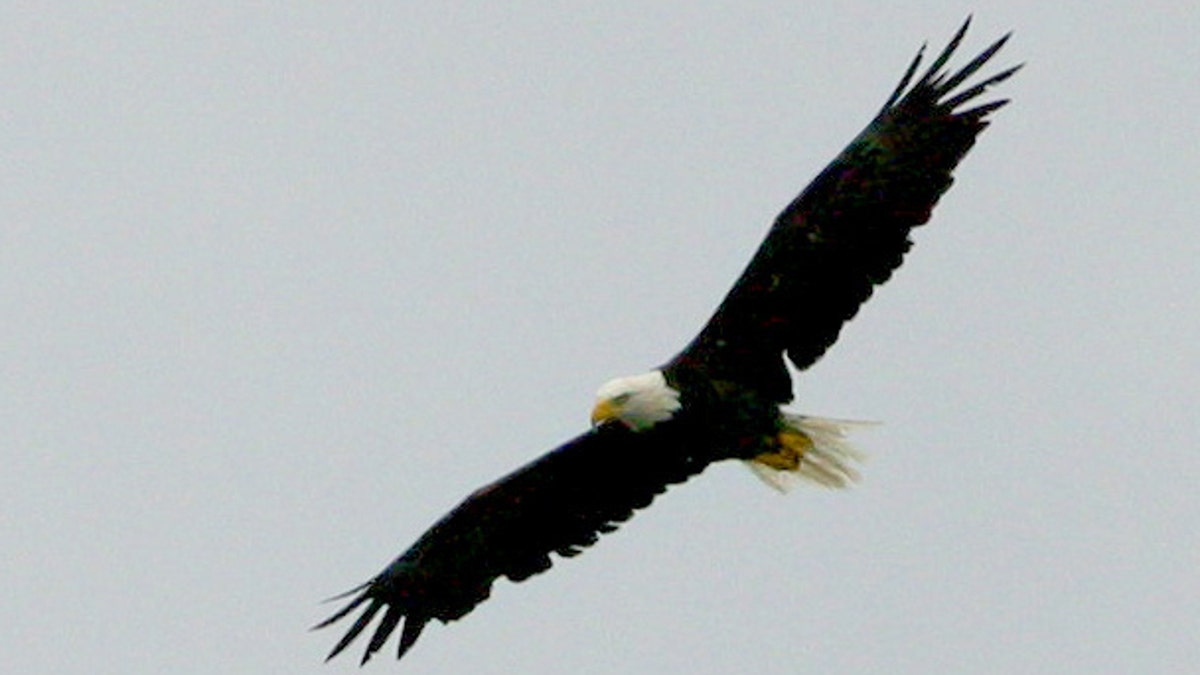 Raptors: Birds: Species Information: Wildlife: Fish & Wildlife: Maine Dept  of Inland Fisheries and Wildlife