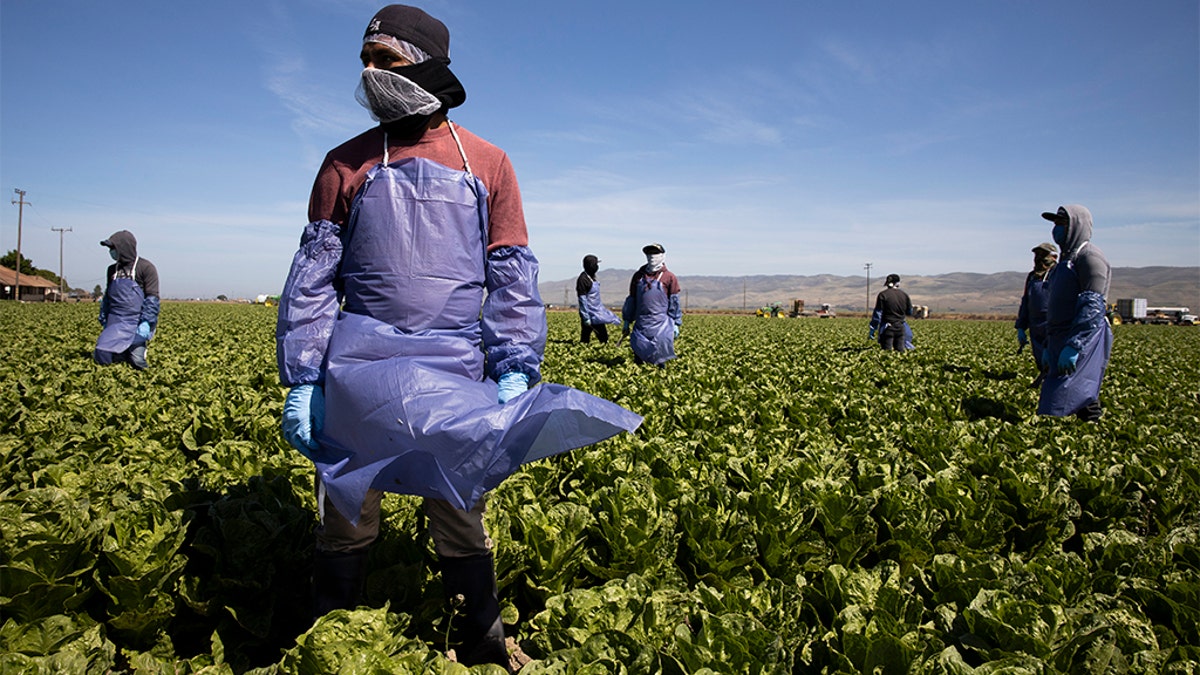 Immigrant Agricultural Workers Critical To U.S. Food Security Amid COVID-19 Outbreak