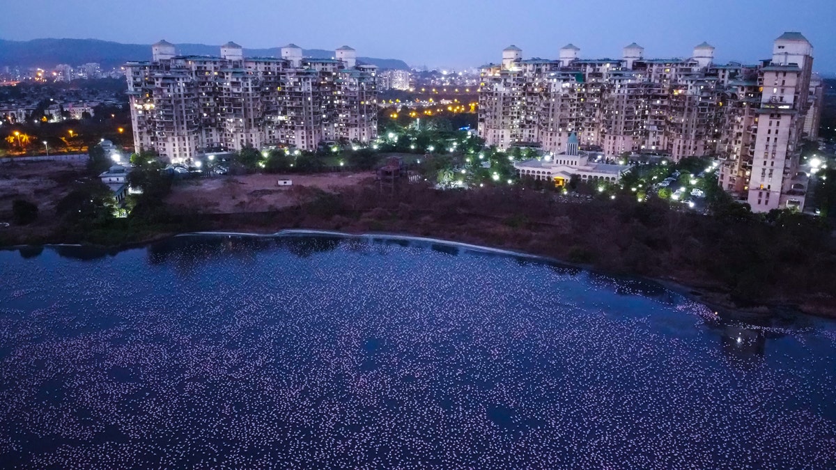 Flamingos are seen in huge numbers behind NRI colony in Talawe wetland, Nerul, during nationwide lockdown due to coronavirus, on April 18, 2020 in Mumbai, India.
