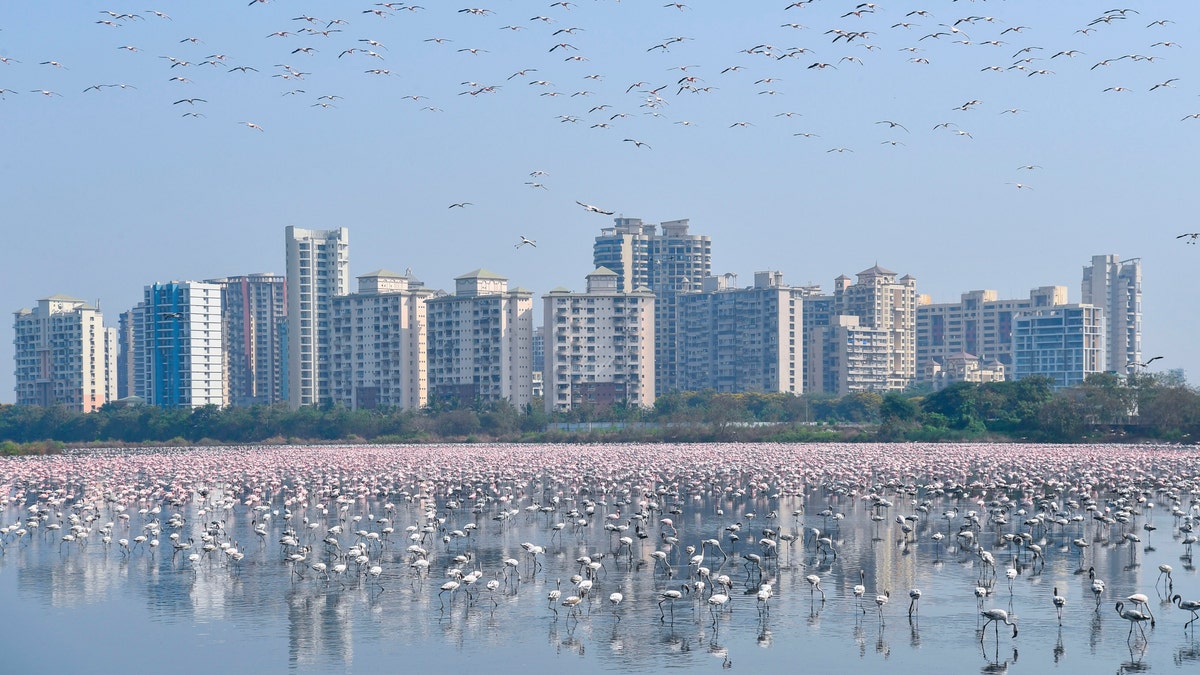A flock of flamingos flies in a pond during a government-imposed nationwide lockdown as a preventive measure against the spread of the COVID-19 coronavirus, in Navi Mumbai on April 20, 2020.