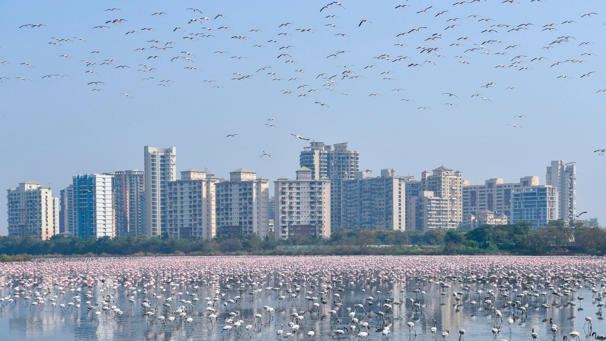 A flock of flamingos flies in a pond during a government-imposed nationwide lockdown as a preventive measure against the spread of the COVID-19 coronavirus, in Navi Mumbai on April 20, 2020.