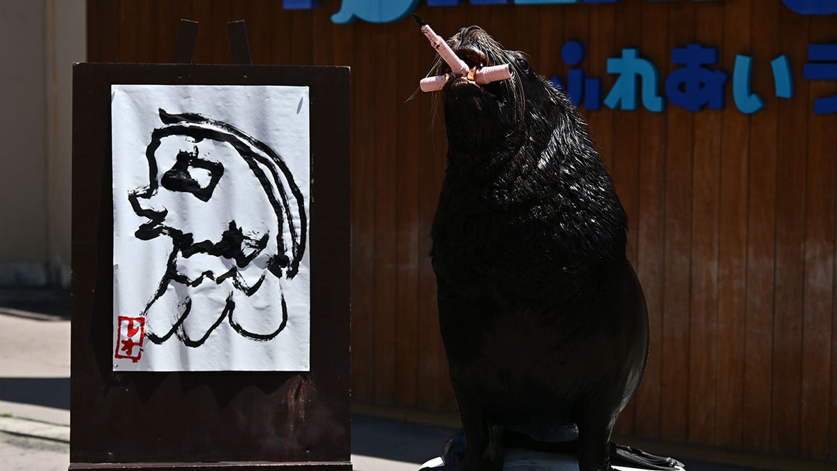 Sea lion "Leo" draws an Amabie mascot, that is associated with viruses and it became popular after the pandemic in Japan, at the Hakkeijima Sea Paradise aquarium in Yokohama, suburban Tokyo on May 14, 2020. (Getty Images)