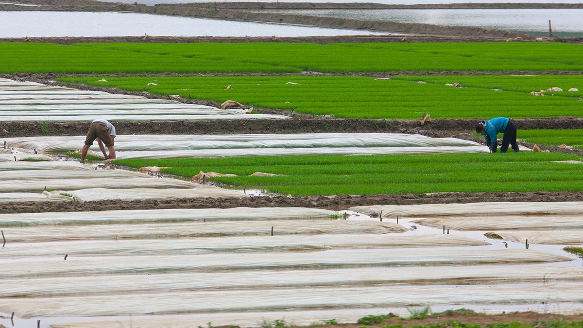 The threat of drought hangs heavy in North Korea, where outsiders note there is a dangerous shortage of food. 