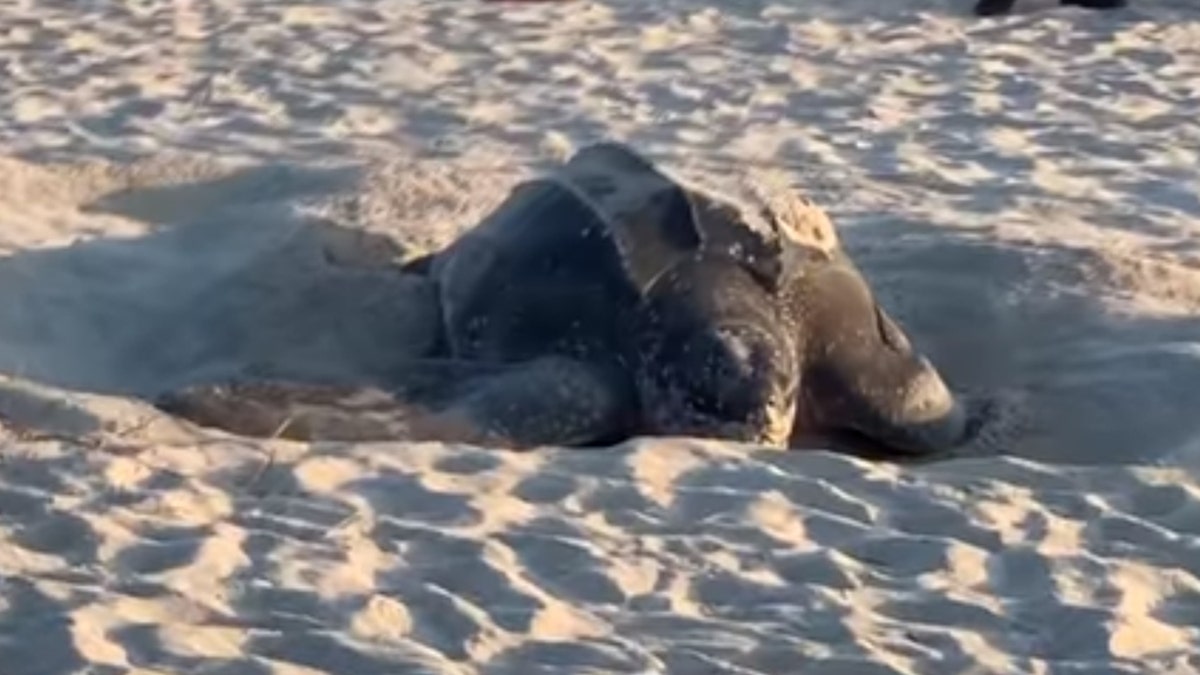 A massive, 800-pound endangered leatherback sea turtle delighted visitors at a Florida beach ahead of Memorial Day weekend when they saw it nesting near the waterfront.