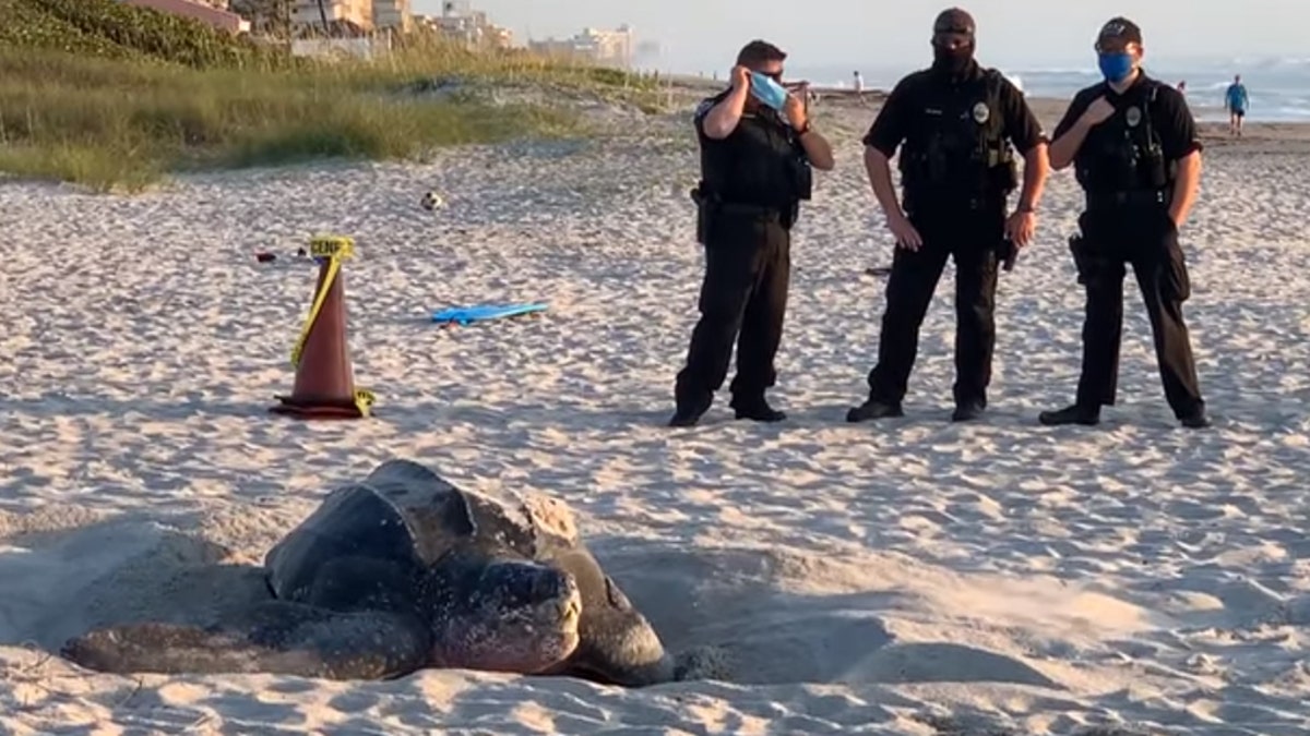 Local deputies arrived to stand guard over the endangered creature's nest. 