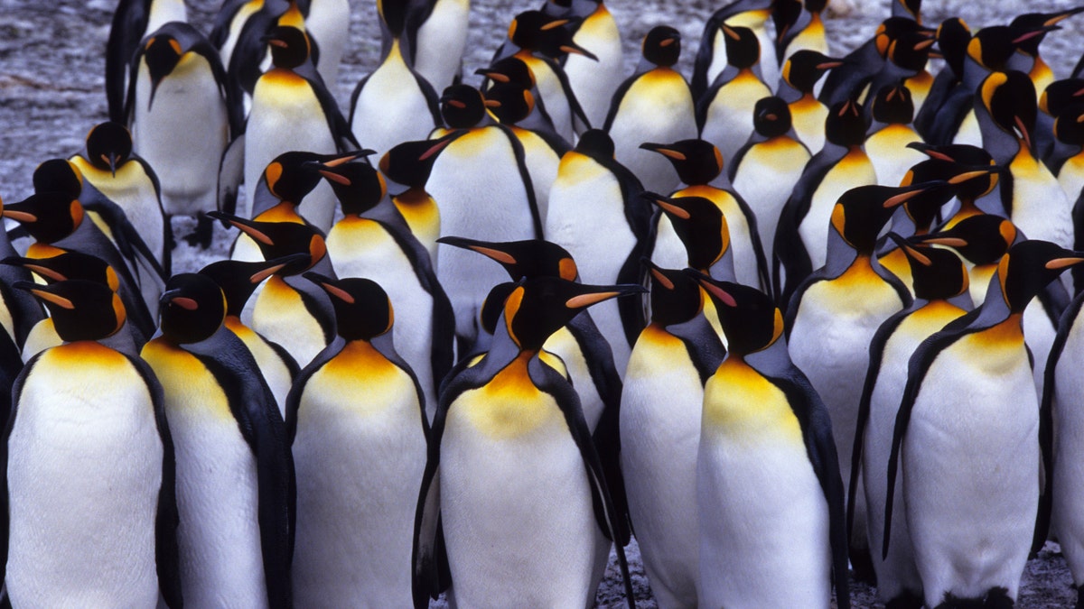 South Georgia Island, St. Andrews Bay, group of king penguins. -file photo.