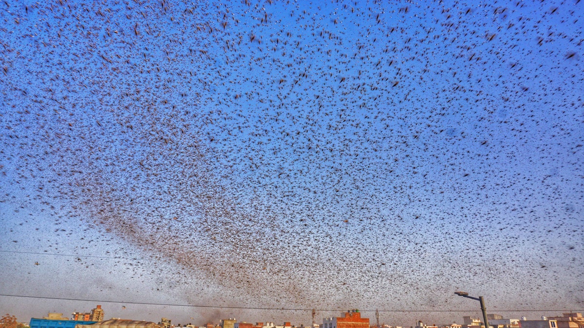 Swarms of locust attack in the residential areas of Jaipur, Rajasthan, India, Monday, May 25, 2020.