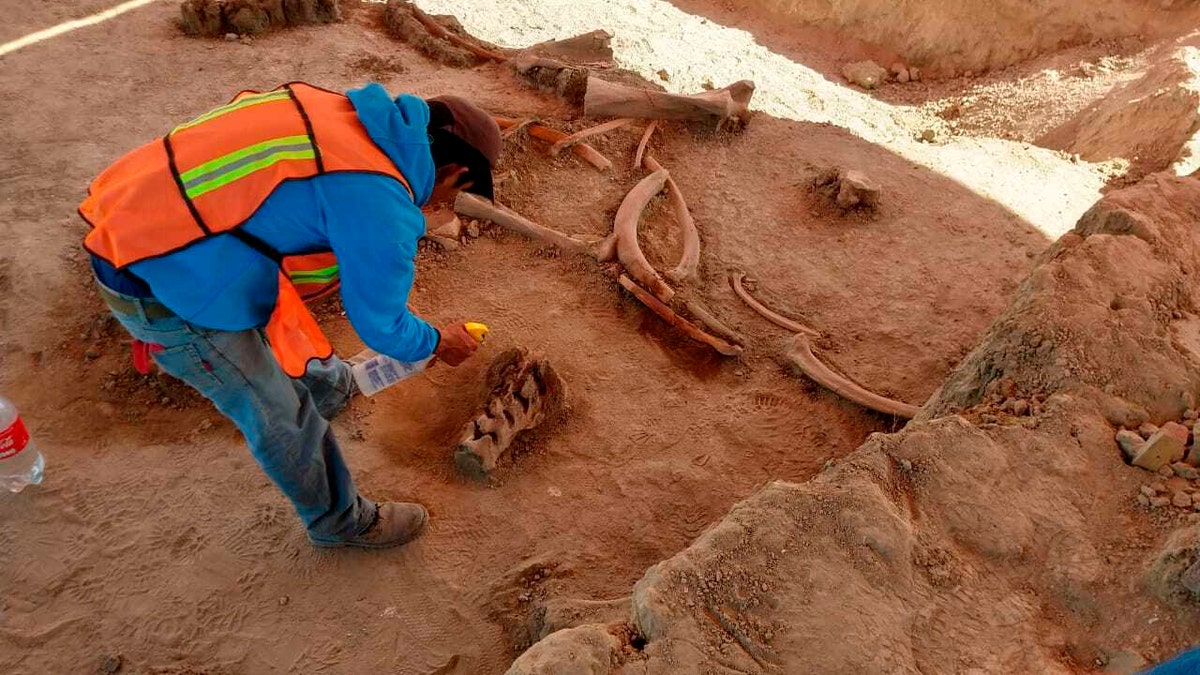 In this undated photo released on May 21, 2020 by Mexico's National Institute of Anthropology and History (INAH), an archaeologist works at the site where bones of about 60 mammoths were discovered at the old Santa Lucia military airbase just north of Mexico City. Institute archaeologist Pedro Sánchez Nava said the giant herbivores had probably just got stuck in the mud of an ancient lake, once known as Xaltocan and now disappeared. 