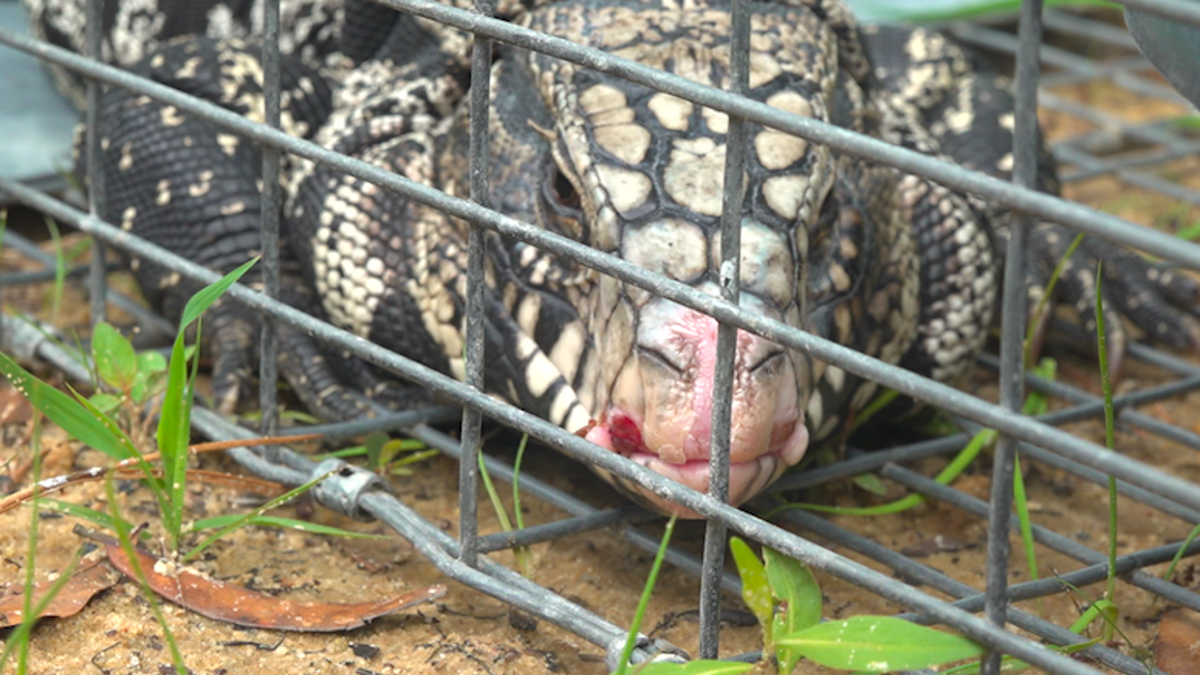 Tegu lizards are known to eat anything that they want, especially the eggs of other reptiles. 