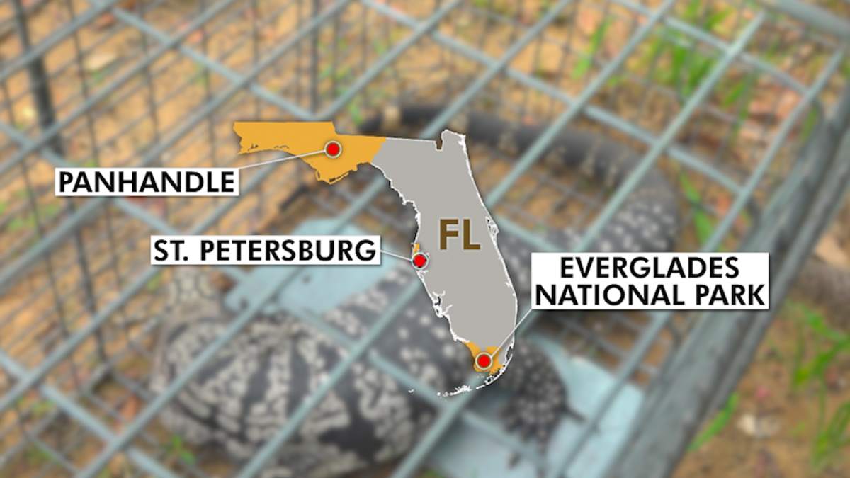 Map shows areas in Florida that have been impacted by Tegu lizards. 