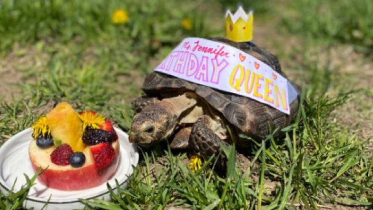 Ms. Jennifer celebrates her 53rd birthday Wednesday with fun in the sun and some fruit cake. The tortoise is looking for a new home after her owner died from the coronavirus, the Massachusetts Society for the Prevention of Cruelty to Animals said.
