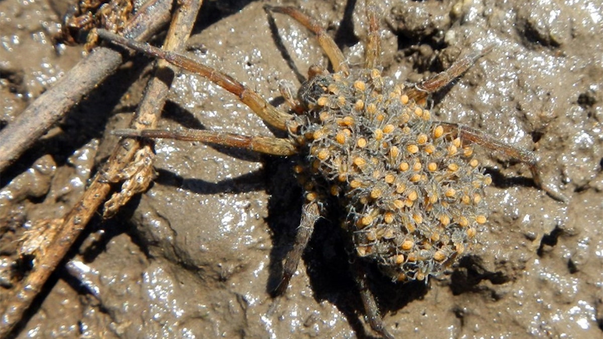 Female wolf spiders carry their eggs in a silk sac beneath their bellies until they hatch – then the younglings hitch a ride on the mother’s back until they grow large enough to hunt on their own, according to the Wildlife Service. (Courtesy Megan Seymour/U.S. Fish and Wildlife Service)