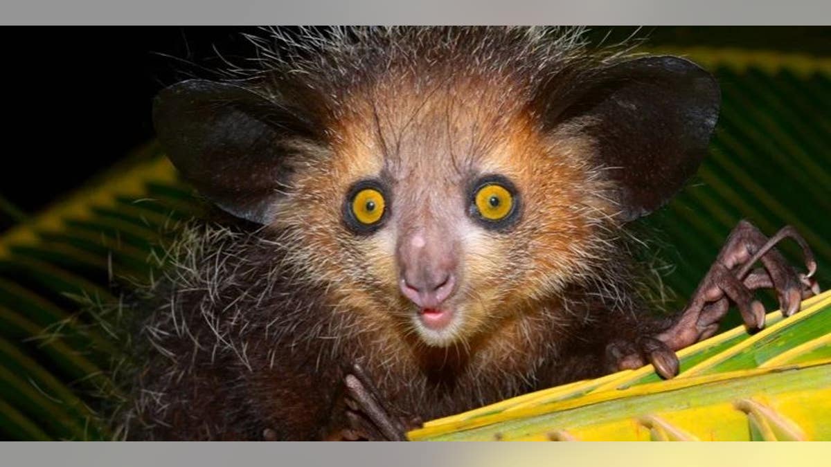 Aye-ayes are one of the species under threat from humanity's actions. (Thorsten Negro/Getty Images)