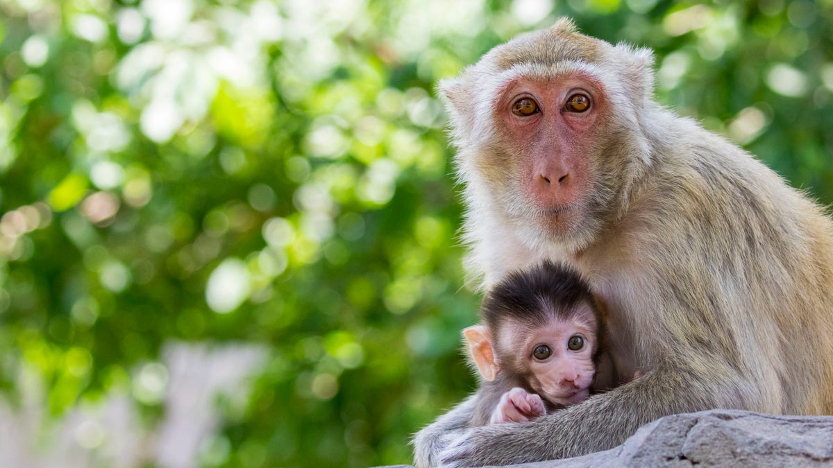 Image of mother monkey and baby monkey on nature background. Wild Animals.