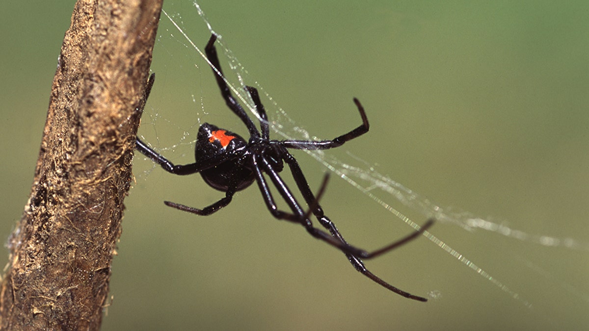 Three young Bolivian boys were treated in the hospital after an encounter with a black widow spider on May 14. (iSTOCK)